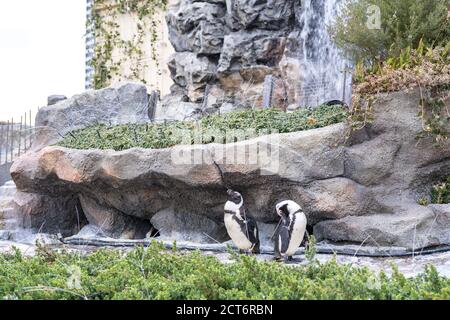 Vögel im Aquarium bei Ikebukuro Stockfoto