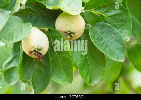 Quitte Baum mit goldenen, grau-weißen feinen Haaren bedeckt Apfelfrüchte, Cydonia oblonga. Stockfoto