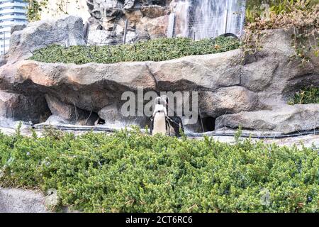 Vögel im Aquarium bei Ikebukuro Stockfoto