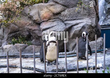 Vögel im Aquarium bei Ikebukuro Stockfoto