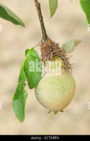 Quitte Baum mit goldenen, grau-weißen feinen Haaren bedeckt Apfelfrüchte, Cydonia oblonga. Stockfoto