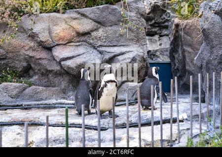 Vögel im Aquarium bei Ikebukuro Stockfoto