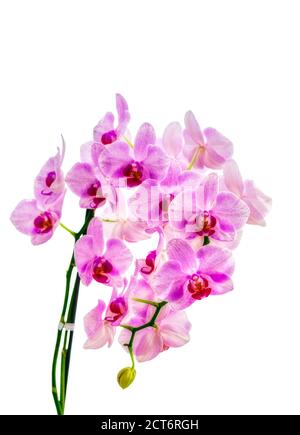 Lila Orchidee auf weißem Hintergrund Stockfoto