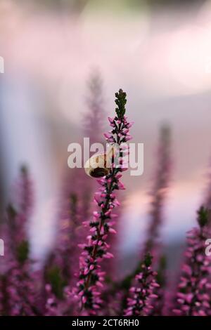 Violett Calluna (erica vulgaris) mit kleiner Schnecke in meinem Garten, Baden Württemberg, Deutschland Stockfoto