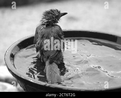 Ein Scrub jay genießt ein Bad in einem Vogelbad in einem Hinterhof in Santa Fe, New Mexico. Stockfoto