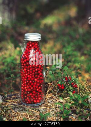 Frische Preiselbeeren in einer Glasflasche auf einer Lichtung im Wald. Flasche voller Beeren frisch reifen nördlichen Preiselbeere . Das Konzept des gesunden foo Stockfoto