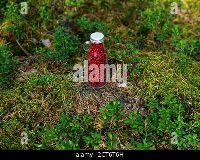 Frische Preiselbeeren in einer Glasflasche auf einer Lichtung im Wald. Flasche voller Beeren frisch reifen nördlichen Preiselbeere . Das Konzept des gesunden foo Stockfoto