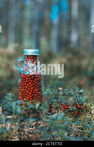 Frische Preiselbeeren in einer Glasflasche auf einer Lichtung im Wald. Flasche voller Beeren frisch reifen nördlichen Preiselbeere . Das Konzept des gesunden foo Stockfoto