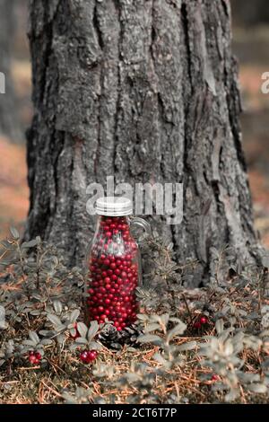 Frische Preiselbeeren in einer Glasflasche auf einer Lichtung im Wald. Flasche voller Beeren frisch reifen nördlichen Preiselbeere . Das Konzept des gesunden foo Stockfoto