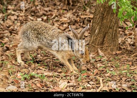 Indischer Hase (Lepus nigricollis), Einzeltier auf Blattstreu, Yala, Sri Lanka, 26. August 2019 Stockfoto