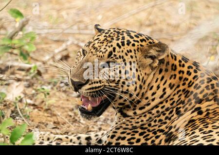 Leopard, Yala (Pnathera pardus), Nahaufnahme des Kopfes des am Boden liegenden Männchens, Sri Lanka, 26. August 2019 Stockfoto