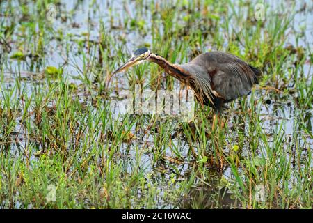 Purple Heron (Ardea purpurea), Single Bird Fishing in seichtem Wasser, Yala, Sri Lanka, 27. August 2019 Stockfoto