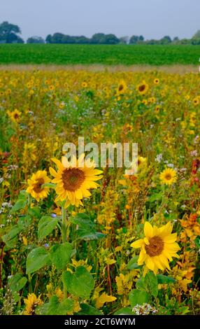 wildblumen wachsen in Land Stewardship Schema, gunthorpe, Nord norfolk, england Stockfoto