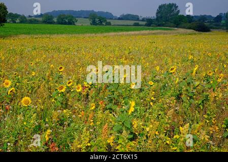 wildblumen wachsen in Land Stewardship Schema, gunthorpe, Nord norfolk, england Stockfoto