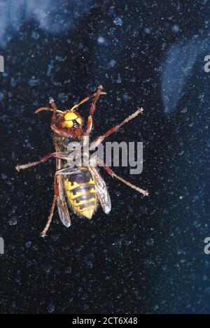 Europäische Hornisse (Vespa) von unten gesehen, aus der Nähe durch ein Fenster Stockfoto