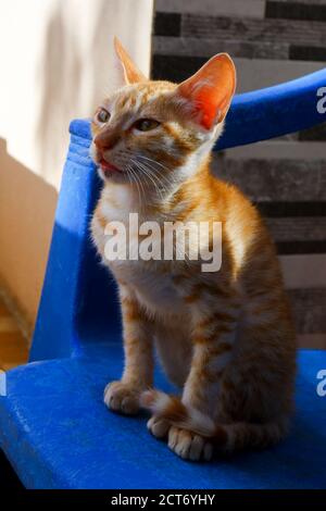 Eine Nahansicht von orange gestreiften Kätzchen, die auf Blau sitzen Stuhl am Morgen Stockfoto