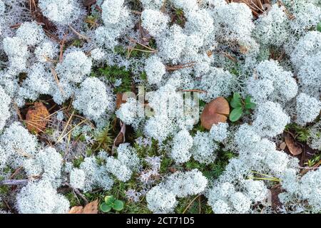 Yagel, ein schönes Hirschmoos, wächst im Wald, skandinavische Natur. Waldhintergrund. Hochwertige Fotos Stockfoto