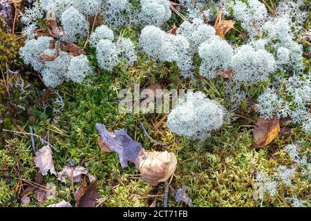 Yagel, ein schönes Hirschmoos, wächst im Wald, skandinavische Natur. Waldhintergrund. Hochwertige Fotos Stockfoto