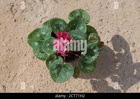 Eine getopfte perser-Cyclamen rakefet-Pflanze mit drei offenen Magenta Blumen auf einem verschwommenen beigen Sand Hintergrund zeigt die schön Markierte Blätter Stockfoto