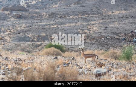 Ein wilder dorcas Gazelle, der in seiner Heimat aufsehenerretig steht Trockener Wüstenlebensraum im makhesh ramon Krater in israel Stockfoto