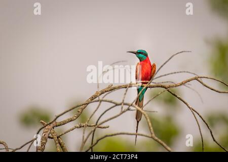 Südliche Karminbienenfresser (Merops nubicoides), Murchison Falls National Park, Uganda. Stockfoto