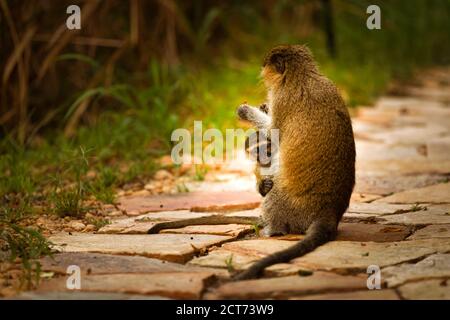 Vervet Affenbaby (Chlorocebus pygerythrus) mit Mama, Murchison Falls National Park, Uganda. Stockfoto
