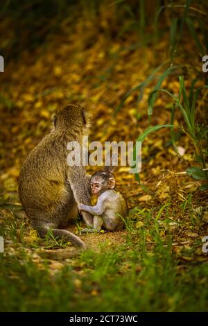 Vervet Affenbaby (Chlorocebus pygerythrus) mit Mama, Murchison Falls National Park, Uganda. Stockfoto