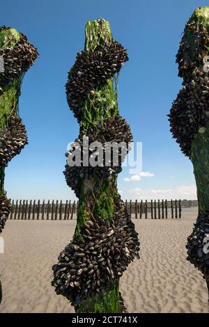 Moules Marinieres ( Muscheln ) , Küstengebiet der Bretagne, Frankreich. Stockfoto