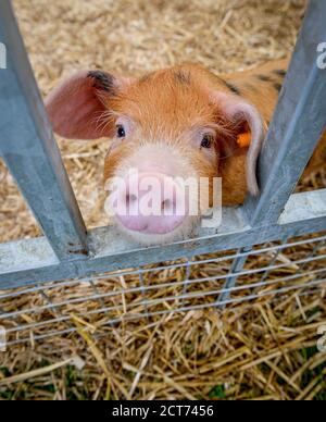 Rare-Breed Ferkel warten auf die Beurteilung auf der South of England Show, Großbritannien Stockfoto