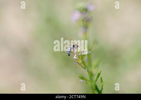 Biene fliegt über Blumen für die Bestäubung Stockfoto