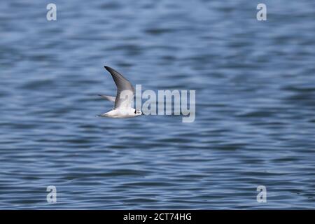 Weiß-winged schwarz Seeschwalbe (Chlidonias Leucopterus) Stockfoto