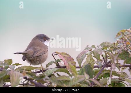 Kleiner Singvogel, sardischer Walmler Stockfoto