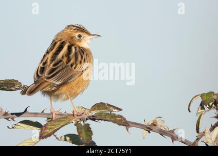 Kleiner Singvogel, zitting cisticola Stockfoto