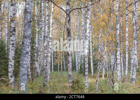 Birkenwald, schlanke Stämme, gelbes Laub, herbstlicher Hintergrund. Hochwertige Fotos Stockfoto