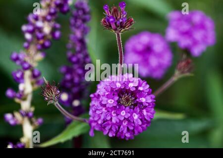 Verbena rigida 'Venosa' Stockfoto