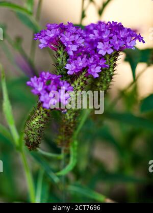 Verbena rigida 'Venosa' Stockfoto