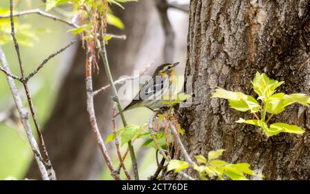 Schwarzburnensänger (Setophaga fusca) Nahrungssuche während der Migration durch Colorado Stockfoto