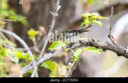 Schwarzburnensänger (Setophaga fusca) Nahrungssuche während der Migration durch Colorado Stockfoto