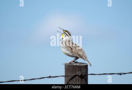 Westmeadowlerche (Sturnella neglecta) Auf einer Holzpfosten sitzend singen auf den Ebenen von Colorado Stockfoto