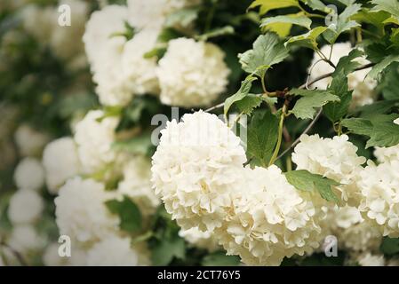 Kugelförmige große Cluster von weißen Blüten auf hohen Büschen mit grünen Blättern. Der blühende Baum. Natürlicher Hintergrund. Stockfoto