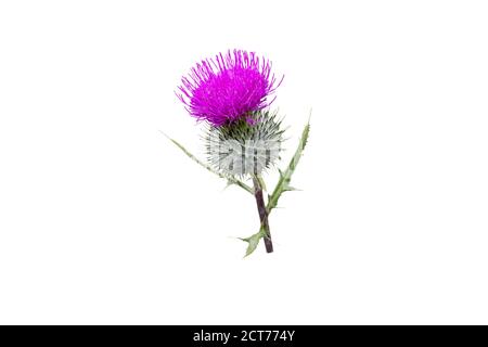 Lila Distelblume isoliert auf weiß. Cirsium blühende Pflanze, Aster Familie, Asteraceae. Stockfoto