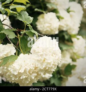 Kugelförmige große Cluster von weißen Blüten auf hohen Büschen mit grünen Blättern. Der blühende Baum. Natürlicher Hintergrund. Stockfoto