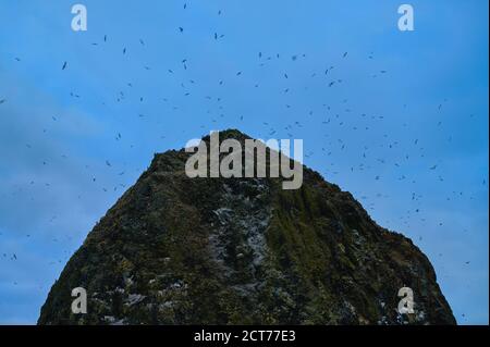 Spitze des berühmten Haystack Rock in Cannon Beach mit Vögeln Herumfliegen Stockfoto