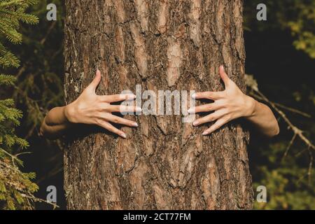 Mensch und Natur Konzept. Frau Hände umarmt Kiefer in dunklem Laub Hintergrund mit Kopie Raum Stockfoto