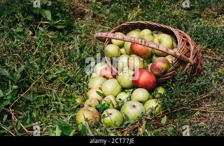 Äpfel in einem Weidenstrohkorb. Frische, leuchtend grüne und rot-rosa Äpfel in einem umgekehrten Korb, eine Bauernernte im Spätsommer und Frühherbst. A b Stockfoto