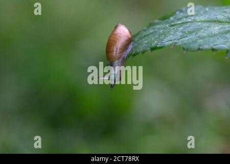 Gemeine Bernsteinschnecke (Succinea putris) mit Plattwurm (oder Helminth) (Leucochloridium paradoxum) Parasit Stockfoto