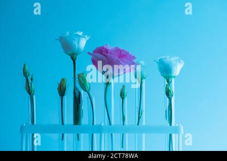 Wissenschaftler entwickelt Naturkosmetik Extrakt Aromaöl aus Blumen. Knospen Blatt in Glaskolben. Biotechnologie-Konzept Stockfoto
