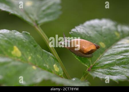 Gemeine Bernsteinschnecke (Succinea putris) mit Plattwurm (oder Helminth) (Leucochloridium paradoxum) Parasit Stockfoto