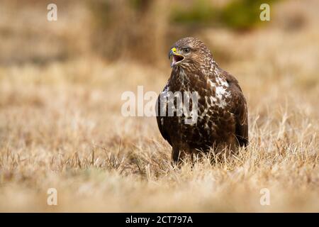 Dominanter Bussard, der im Herbst auf einem Feld kreischt. Stockfoto