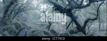 Neblige Morgendämmerung bei Wistman's Wood, Dartmoor, Devon, Großbritannien. Einer der höchsten Eichenwälder in Großbritannien ein Beispiel für einheimische Hochland-Eichenwälder. Stockfoto